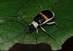 Paratriarius adonis