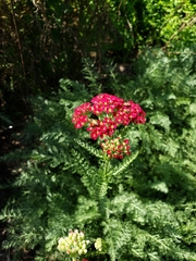 Anthophila