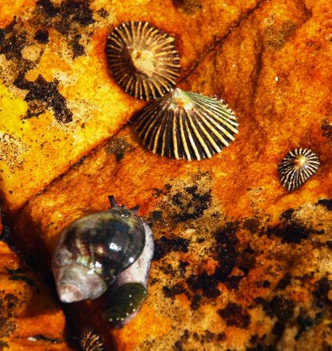 Siphonaria concinna