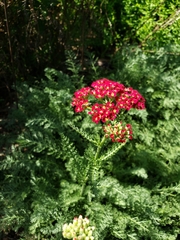 Anthophila
