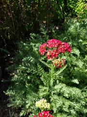 Anthophila