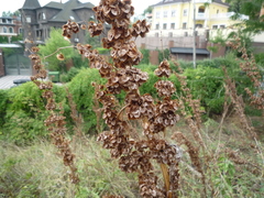 Rumex patientia orientalis