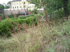 Rumex patientia orientalis