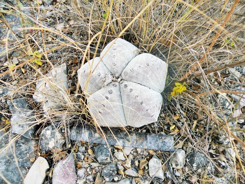 Astrophytum myriostigma