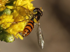 Sphaerophoria pyrrhina