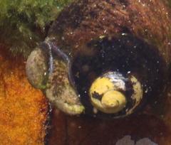 Crepidula porcellana