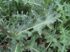 Cirsium balkharicum