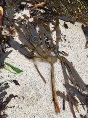 Saccorhiza polyschides