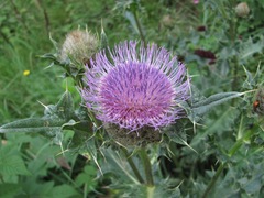 Cirsium balkharicum