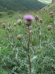 Cirsium balkharicum