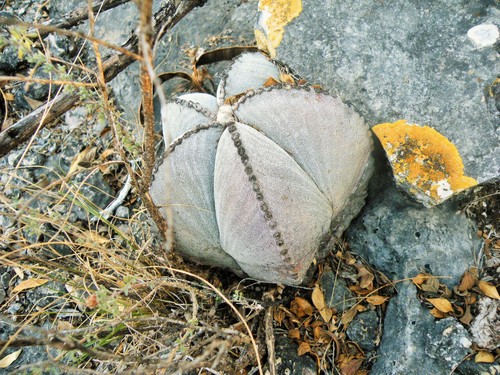 Astrophytum myriostigma