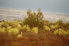 Widdringtonia nodiflora