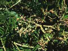 Dasineura rubiformis