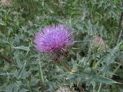 Cirsium balkharicum