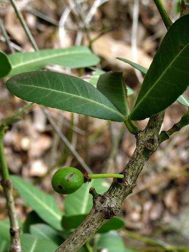 Garcinia robsoniana image