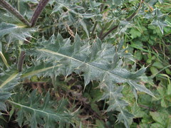 Cirsium balkharicum