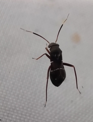 Pilophorus perplexus