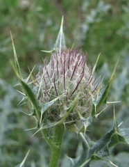 Cirsium balkharicum