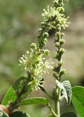 Croton lachnostachyus