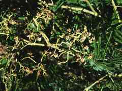 Dasineura rubiformis