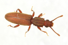 Oryzaephilus mercator