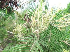 Dasineura rubiformis