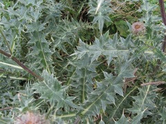 Cirsium balkharicum
