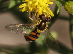 Sphaerophoria pyrrhina