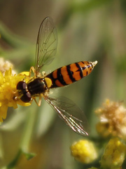 Sphaerophoria pyrrhina