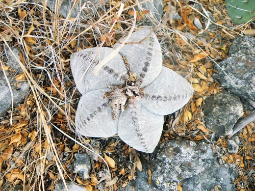 Astrophytum myriostigma