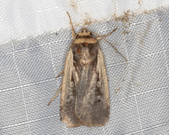 Ochropleura implecta
