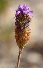 Pseudoselago similis