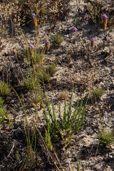 Pseudoselago similis