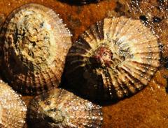 Scutellastra granularis