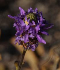 Pseudoselago similis