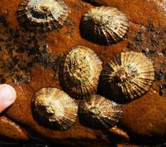 Scutellastra granularis