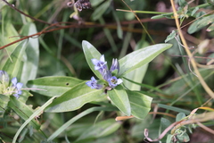 Gentiana cruciata cruciata