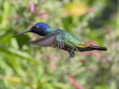 Chrysuronia oenone