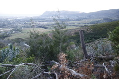 Widdringtonia nodiflora