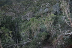 Aspalathus macrantha