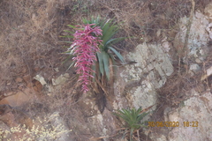 Tillandsia australis