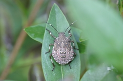 Halyomorpha halys