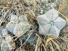 Astrophytum myriostigma