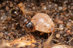 Paracletus cimiciformis