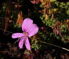 Pelargonium englerianum