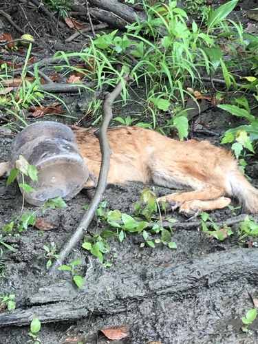 Coyote photographed in Ohio