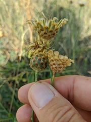 Centaurea orientalis