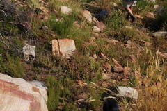 Pelargonium englerianum