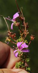 Pelargonium englerianum