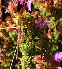 Pelargonium englerianum